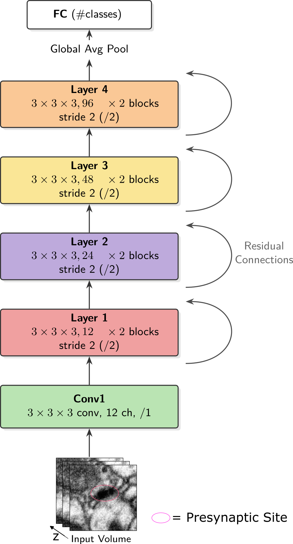 Synapse classification