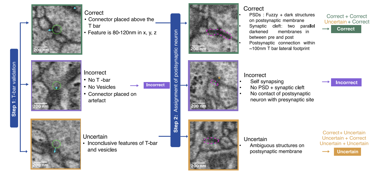 Synapse proofreading and consensus annotation schematic