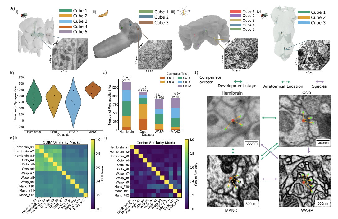 Cross-species synapse detection thumbnail