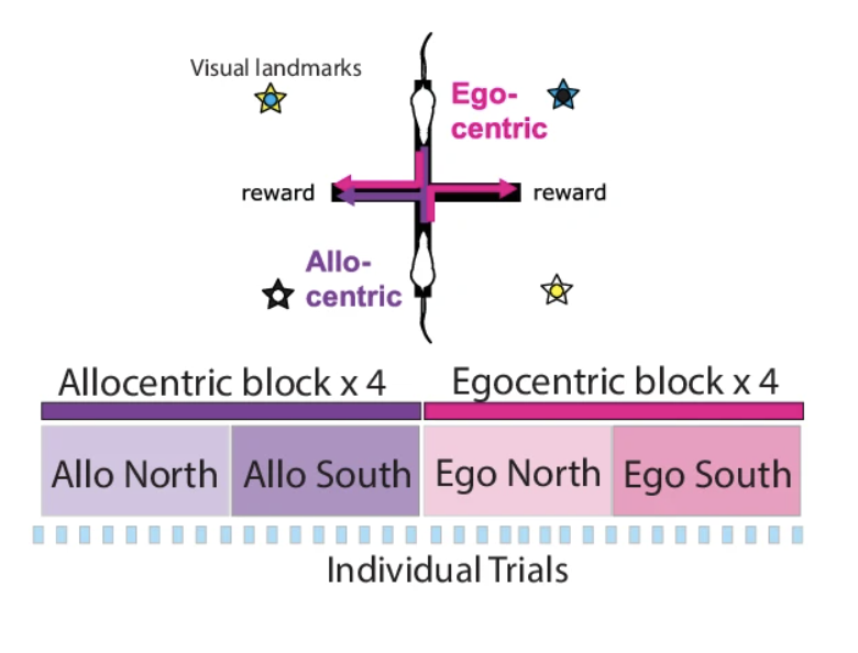 Allocentric and egocentric navigation task schematic